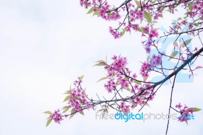 Branches Of Purple Sakura Stock Photo