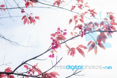 Branches Of Sakura At Sky Stock Photo