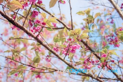 Branches Of Sakura With Blue Sky Stock Photo