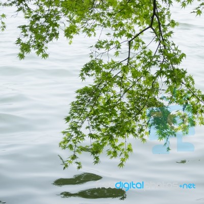 Branches Of The Green Maple Trees Stock Photo