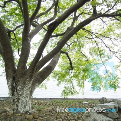 Branches Of The Green Maple Trees Stock Photo