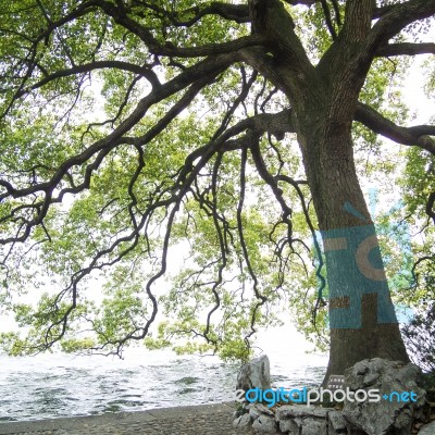 Branches Of The Green Maple Trees Stock Photo