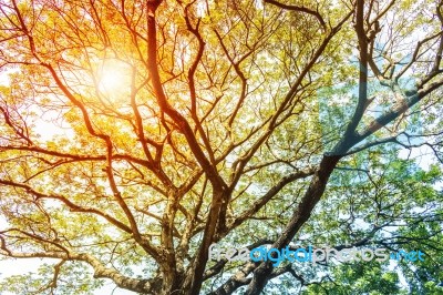 Branches Of Trees Stock Photo