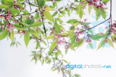 Branches Sakura On Sky Stock Photo