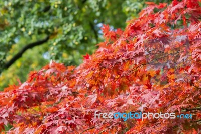 Branches With Leaves In Red Autumn Color Stock Photo