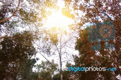 Branches With Light During The Day Stock Photo