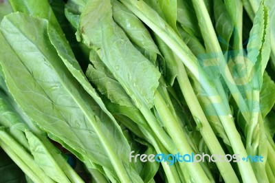 Brassica Stock Photo