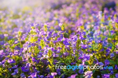 Brazilian Snapdragon Or Blue Hawaii Flower In The Meadow Stock Photo