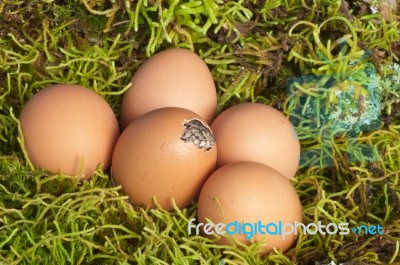 Breaking Egg Stock Photo