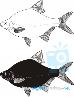 Bream Stock Image