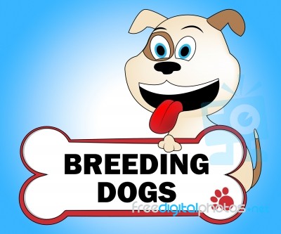 Breeding Dogs Represents Mating Doggy And Doggie Stock Image