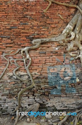 Brick Wall With Root Tree  Stock Photo