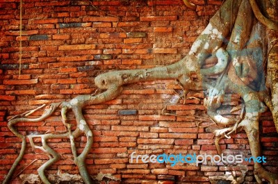 Brick Wall With Root Tree Stock Photo