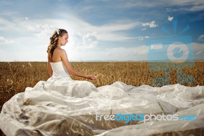 Bride In Wheat Stock Photo