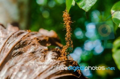 Bridge Of Ants Stock Photo