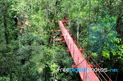 Bridge To Jungle Stock Photo