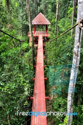 Bridge To Jungle Stock Photo