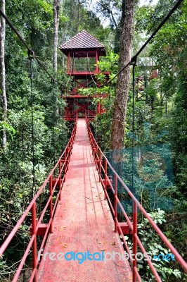 Bridge To Jungle Stock Photo