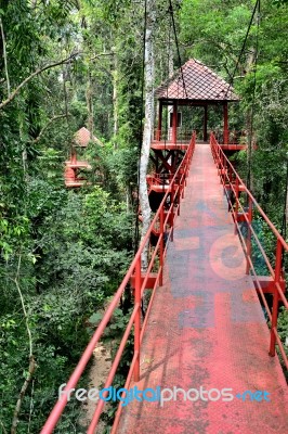 Bridge To Jungle Stock Photo