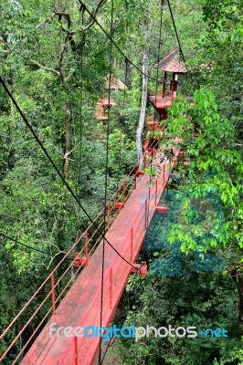 Bridge To Jungle Stock Photo