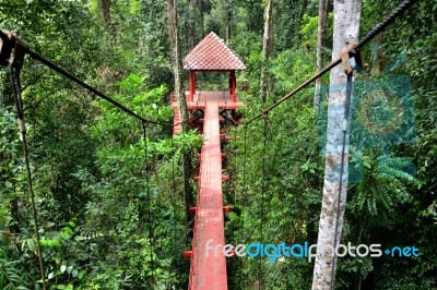 Bridge To Jungle Stock Photo