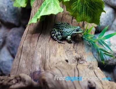 Bright Green Frog Stock Photo