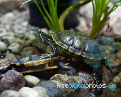 Bright Green Terrapins Stock Photo