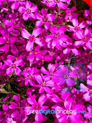 Bright Purple Clematis Flowers Stock Photo