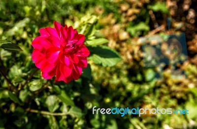 Bright Red Dahlia In The Garden Stock Photo