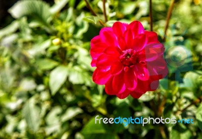 Bright Red Dahlia In The Garden Stock Photo