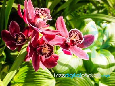 Bright Red Orchids Flower Stock Photo