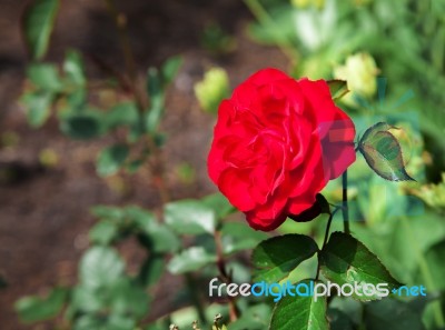 Bright Red Rose Closeup Stock Photo