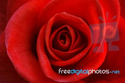 Bright Red Rose For Valentine's Day Stock Photo