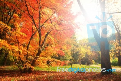 Bright Sun Shines On Autumn  Tree Stock Photo