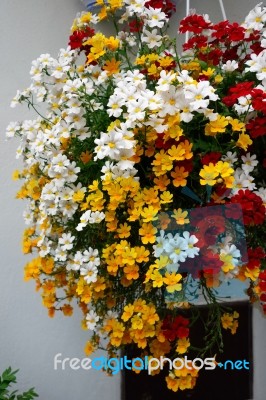 Brightly Coloured Flowers Hanging From A Wall In Castiglione Del… Stock Photo