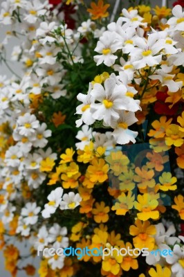 Brightly Coloured Flowers Hanging From A Wall In Castiglione Del… Stock Photo