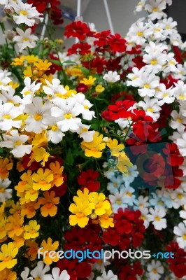 Brightly Coloured Flowers Hanging From A Wall In Castiglione Del… Stock Photo