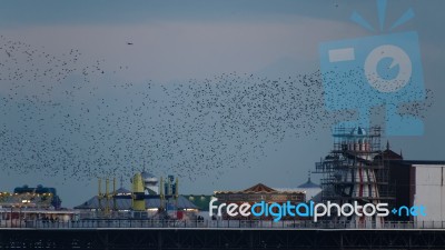 Brighton, East Sussex/uk - January 26 : Starlings Over The Pier Stock Photo