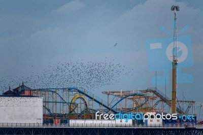 Brighton, East Sussex/uk - January 26 : Starlings Over The Pier Stock Photo