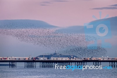 Brighton, East Sussex/uk - January 26 : Starlings Over The Pier Stock Photo