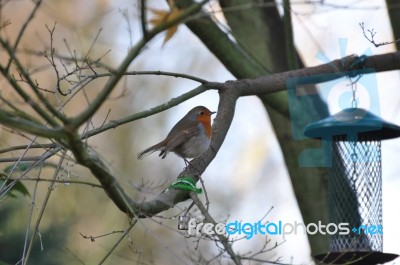 British Bird Stock Photo