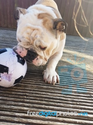 British Bulldog Chewing On A Football Stock Photo