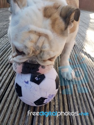 British Bulldog Chewing On A Football Stock Photo