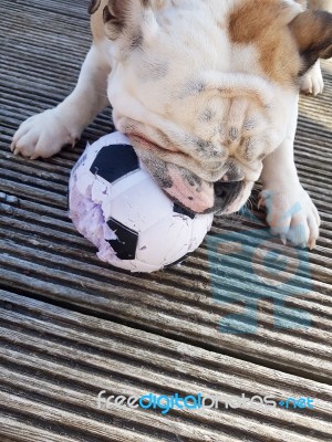 British Bulldog Chewing On A Football Stock Photo