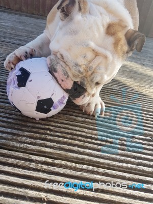 British Bulldog Chewing On A Football Stock Photo