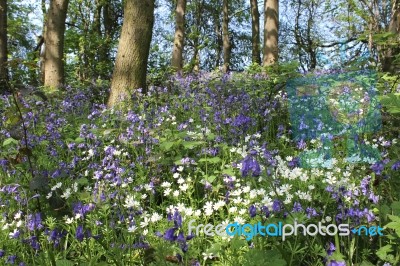 British Forest Flowers Stock Photo