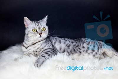 British Short Hair Silver Tabby Cat Lying On Sheepskin Stock Photo