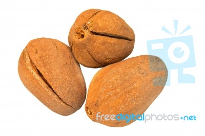 Broad Leaf Mahogany Seed Stock Photo