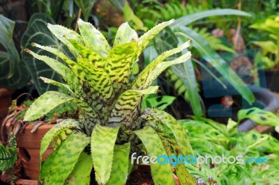 Bromeliad Stock Photo