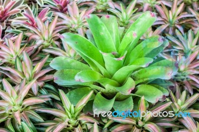 Bromeliad (aechmea Fasciata) Stock Photo